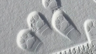 哈哈哈好可爱啊.