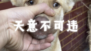 Dog: Heaven watches over us, just three feet above our heads!