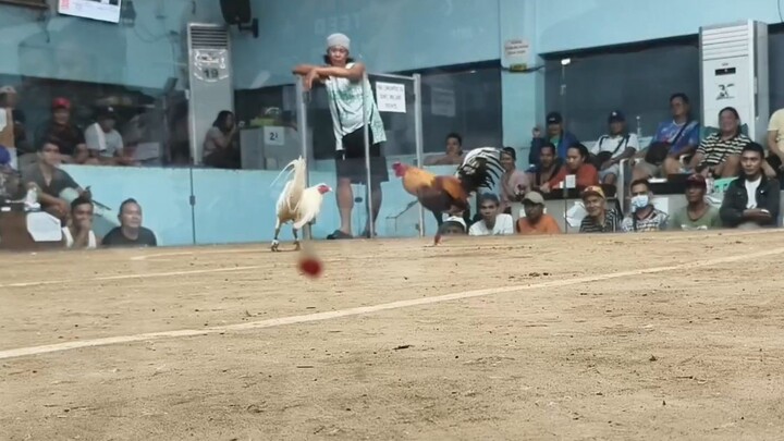 Win Koronahan 🐓 San Mateo Arena
