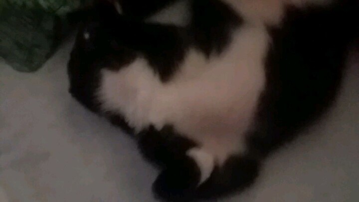 #my cute cat sleeping