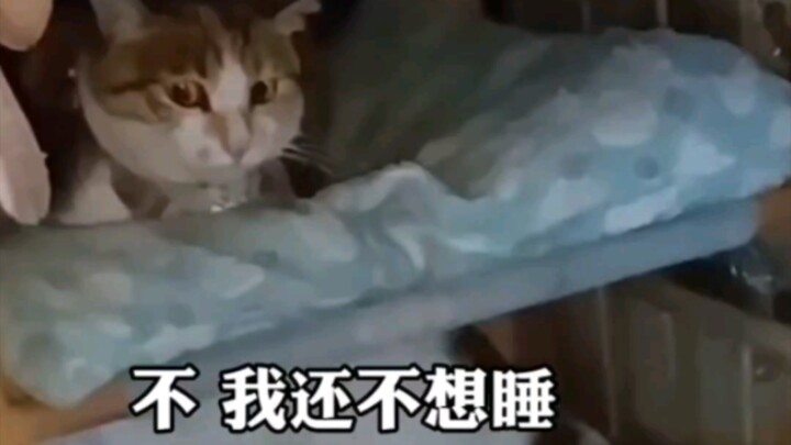 Sopir truk mengadopsi tiga kucing jalanan dan membawa mereka setiap hari saat keluar untuk mengemudi