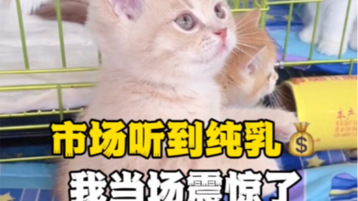 Giá của chú mèo Anh lông ngắn sữa này làm tôi choáng váng!