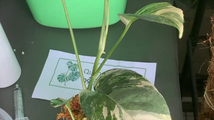 อิพิไหลขาว