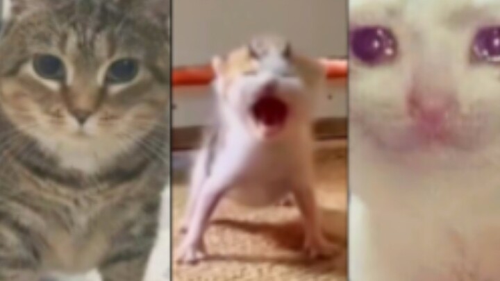 Original Video of the Internet-Famous Cat Meme (Part 4)