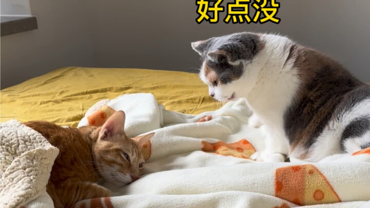 Reaksi Berbeda Kucing Lain di Rumah Setelah Xiao Mi Sakit