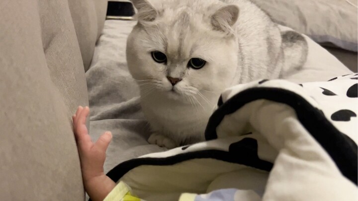 Cat Sees a Baby for the First Time! Lately I’ve been getting tons of DMs asking if 99 is okay. We’re