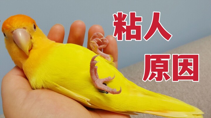 ไขคดีแล้ว! ดูเหมือนฉันจะรู้แล้วว่าทำไมนกแก้วของฉันถึงชอบติดฉันตลอด!!