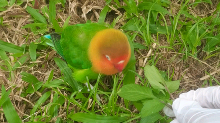 Di taman ternyata ketemu seekor burung beo kecil yang enggak takut sama orang, lucu banget hahaha!