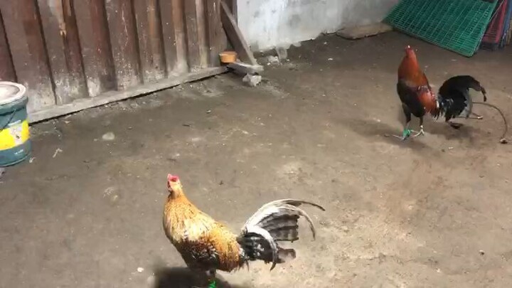 bulik vs mayahin sparing