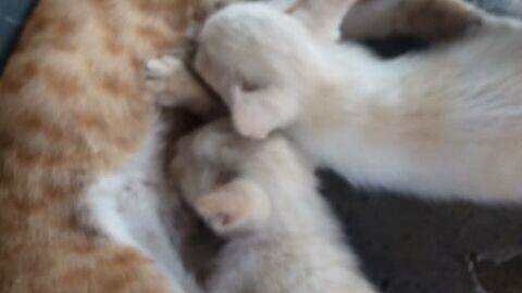 ayah menyusui anak kembar