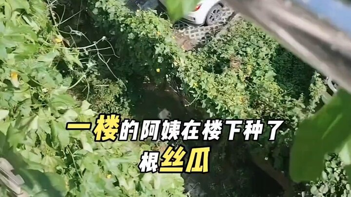 ป้าที่ชั้นหนึ่งปลูกใยบวบในสวน และปีนขึ้นไปบนดาดฟ้าชั้น 6 เพื่อนบ้านในตึกสามารถกินใยบวบธรรมชาติปลอดสา