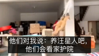 他们对我说：养汪星人吧，他们会看家护院