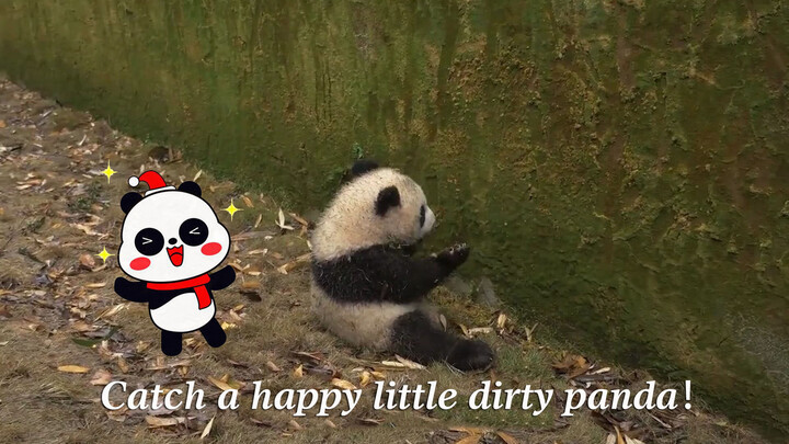[Panda] Naughty baby, your mom is coming...