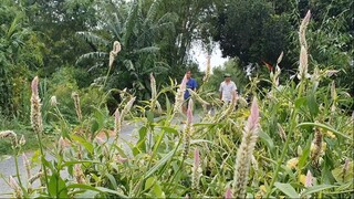 Gỡ Cá Rô Đồng Dính Lưới Rào Chuột Về Khô Tiêu Ăn Với Món Cua Đồng Nấu Canh Bông Bí