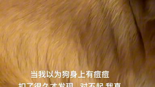 Sudah bertengkar dengan anjing selama sehari