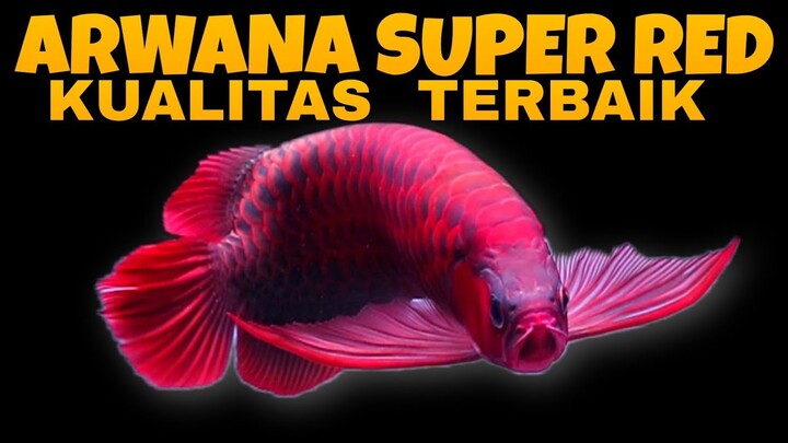 Ikan ARWANA Super RED Kualitas TERBAIK DI RED DRAGON BOGOR