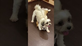 Exclusive pet vs basic pet #shorts