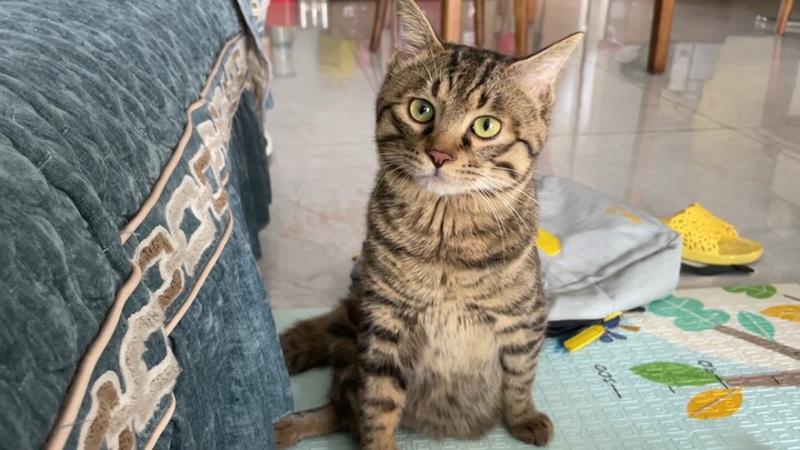 น้องแมวตัวน้อยเจอทูน่าในกระเป๋า ฉลาดแบบนี้ไม่เคยมีมาก่อนเลย
