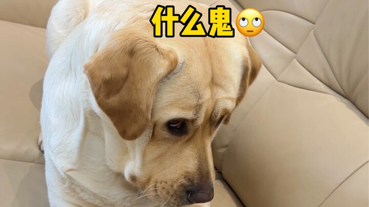 เล่นเกมกับหมา จนหมามึนไปหมดแล้ว