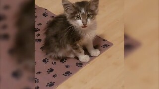 Silliest Kittens Try Not to Laugh Challenge