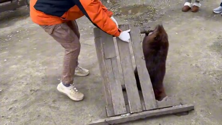 Berang-berang menemukan papan kayu besar, namun di tengah jalan bertemu penjaga kebun binatang dan p