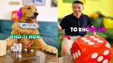 Thú Cưng Vlog | Tứ Mao Ham Ăn Đại Náo Bố #24 | Chó gâu đần thông minh vui nhộn | Smart dog funny pet