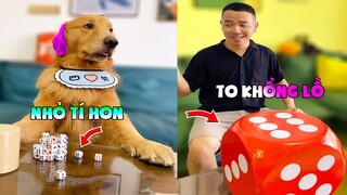 Thú Cưng Vlog | Tứ Mao Ham Ăn Đại Náo Bố #24 | Chó gâu đần thông minh vui nhộn | Smart dog funny pet