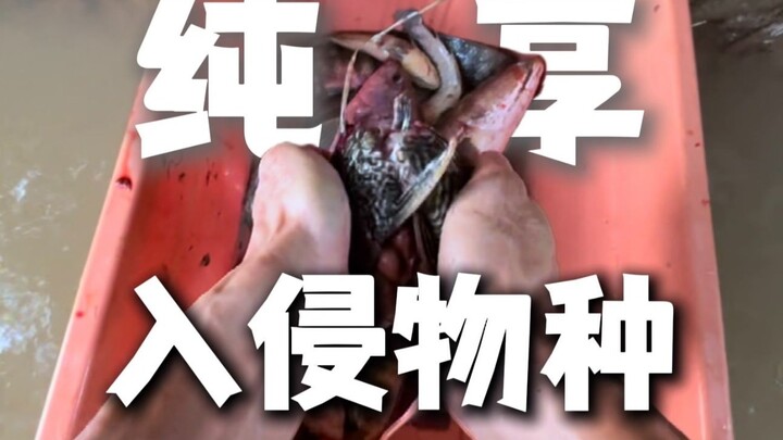 Phiên bản nghe nhạc thư giãn: Trải nghiệm nhập vai tiêu diệt loài ngoại lai, video nhỏ giải tỏa căng