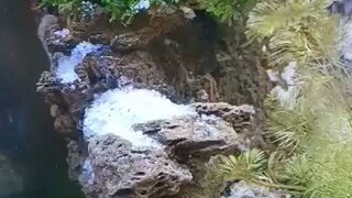 aquascape belajar air terjun