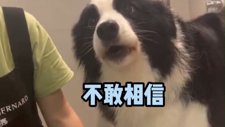 A dog that’s both personable and worldly-wise!