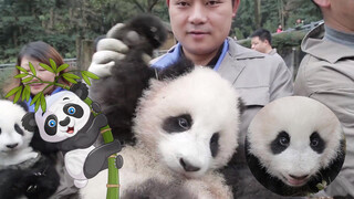 [Animals]Playing with pandas on the grass