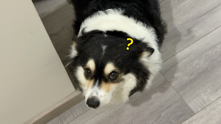 What if you don’t use the “clipping” sound to call the puppy…?