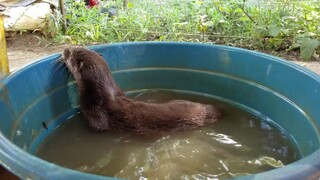 🥴Uma OTTER in wash basin. Won't go to nearby creek. Silly otter. 😋🤣 #otter