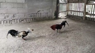 Sparring Time, Boston vs Popeye Grey