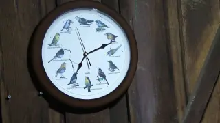 Bird o'clock ⏰️ 🐦