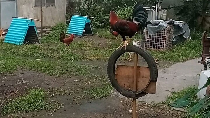 yan po ang maliit na backyard ko.dati nangarap lang ako mag ka manok yan sa tiaga nagka alagadin ako