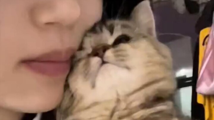 A little cat that loves to cuddle