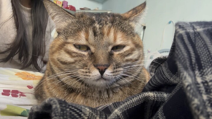 I just finished trimming my boyfriend’s cat’s nails, and it turned its back to me with this expressi