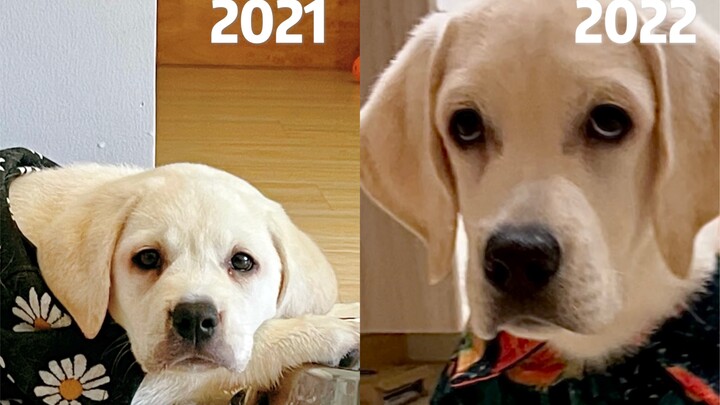 Doggy, please take your time growing up.