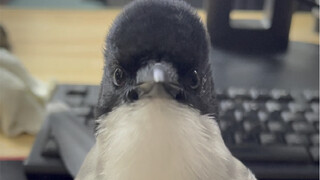 The reason it doesn't fly away is probably because it's afraid I'll starve to death!