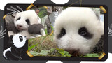Super Cute Panda Babies