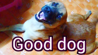 เจ้าเเดง หมา อารมณ์ดี @Good dog 💟💟💟💟💟☑️☑️☑️☑️☑️
