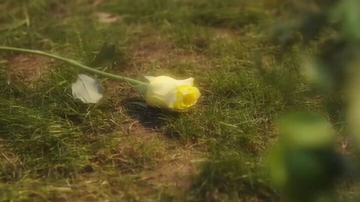 🎬กุหลาบรักใต้เงาสน 🗣พากย์ไทย (เต็มเรื่อง)