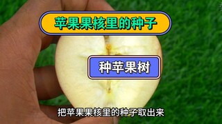 เมล็ดในแกนแอปเปิลสามารถปลูกเป็นต้นแอปเปิลได้ไหม? ไม่อยากเชื่อเลย