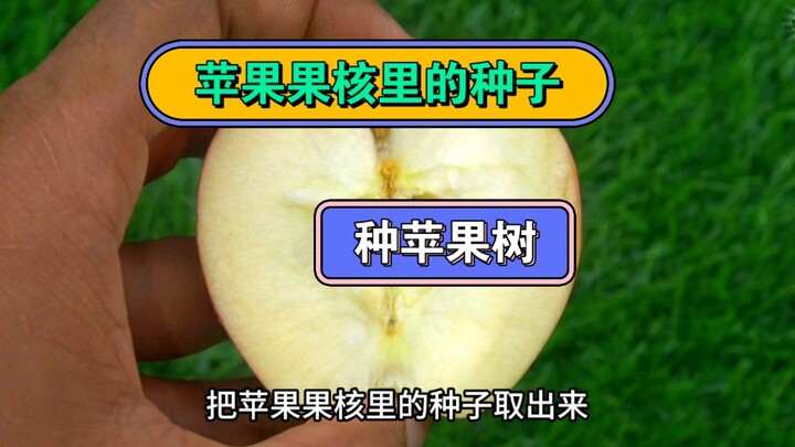 هل يمكن زراعة شجرة تفاح من بذور نواة التفاح؟ لا أستطيع التصديق!