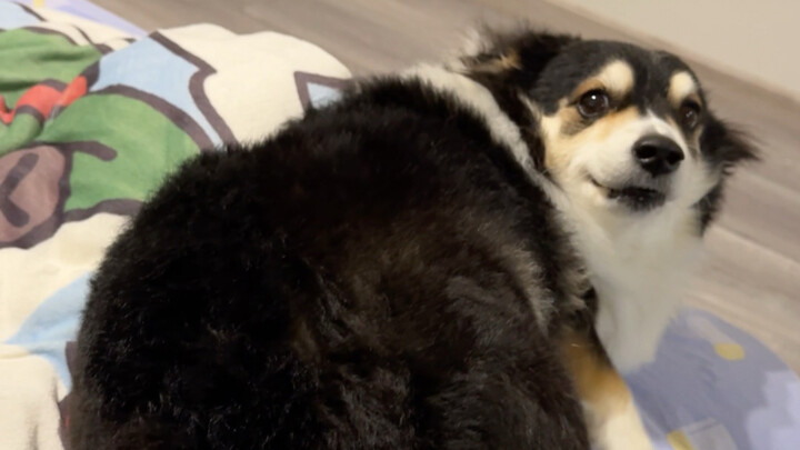 Tư thế mời vuốt chó quá độc lạ…