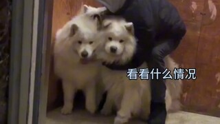 Apakah ini bisa digabungkan menjadi Samoyed bintang dua?