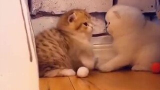 Kittens hitting each other's heads, so cute