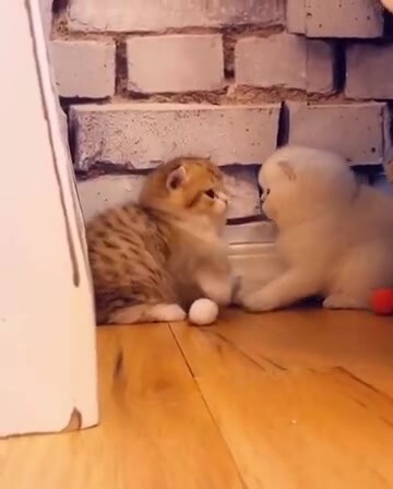 Kittens hitting each other's heads, so cute