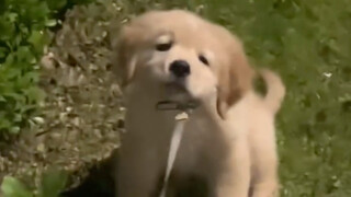 金毛真的是出了名的犟种